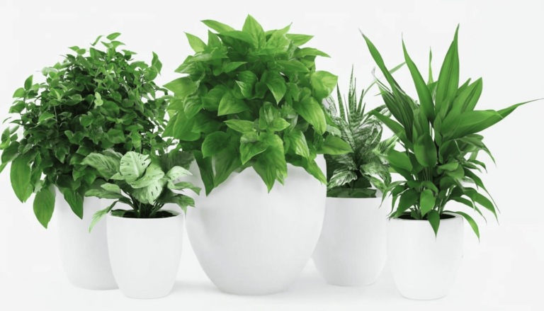 plantas que purificam o ar