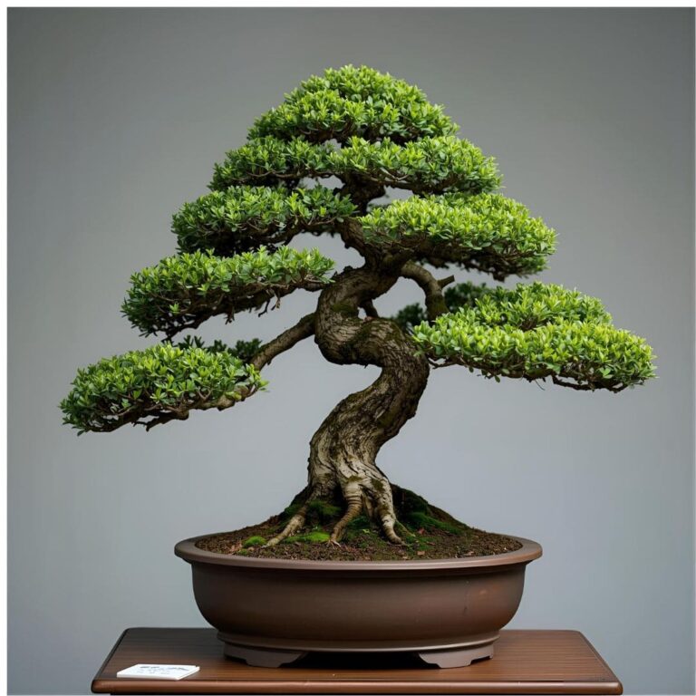 bonsai