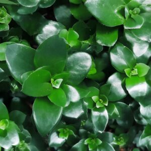 plantas com folhas brilhosas