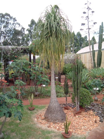 pata de elefante